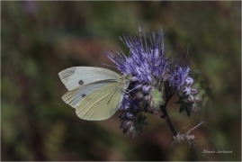 <p>BĚLÁSEK ŘEPOVÝ (Pieris rapae) ---- /Small white - Kleiner Kohlweißling/</p>